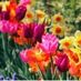 lillyflower