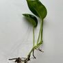 Bioactive vivarium supplies Image 6