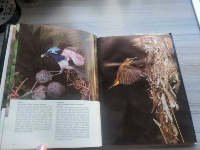 The Nature of Australia Michael Morcombe