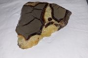 Slice of turtle back agate