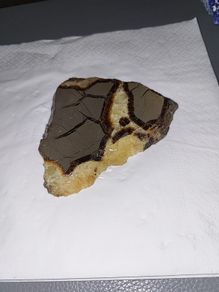 Slice of turtle back agate