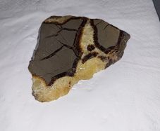Slice of turtle back agate