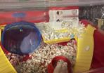 hamster & cage
