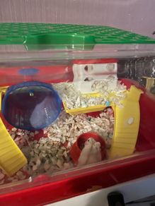 hamster & cage