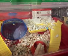 hamster & cage