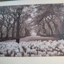 Photographed Framed Picture Of Center Park Ny. Image 5