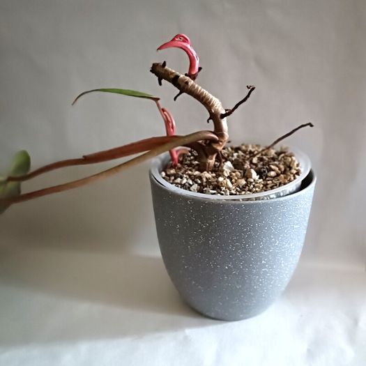 Philodendron Painted Lady
