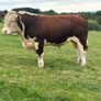 Hereford In Calf Heifers Image 4