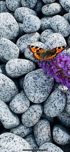 Marble chips, grave stones, chips, pebbles, pearl