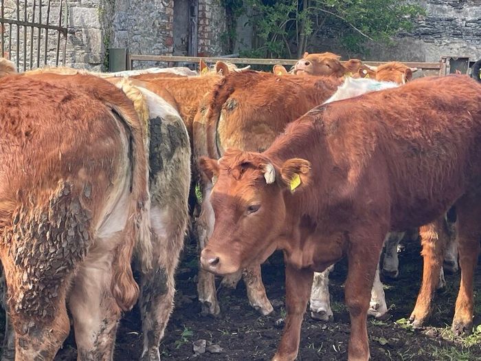 47 super store heifers 450 kg