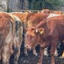 47 super store heifers 450 kg Image 6