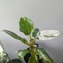 Philodendron White Princess Plant Image 2