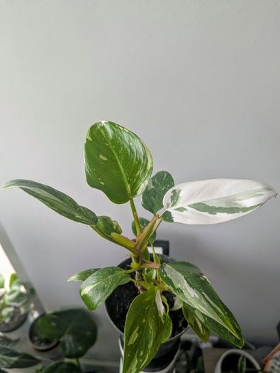 Philodendron White Princess Plant