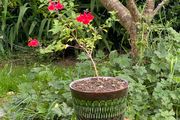 Potted Salvia Hot Lips