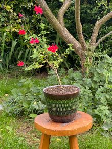 Potted Salvia Hot Lips