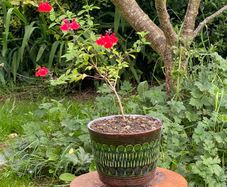 Potted Salvia Hot Lips