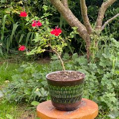 Potted Salvia Hot Lips