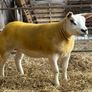 Pedigree Texel gimmers for sale Image 8