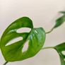 No.4 Monstera Adansonii Mint need bright light for mint to come back Image 5