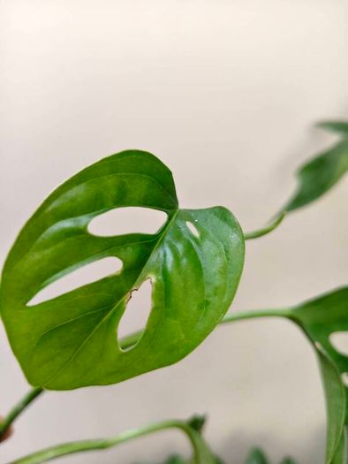 No.4 Monstera Adansonii Mint need bright light for mint to come back