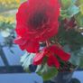 Begonia Plant Image 3