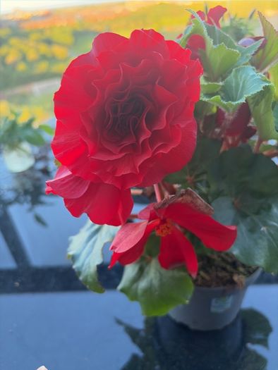 Begonia Plant