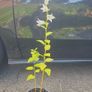 plants Image 3
