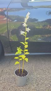 plants