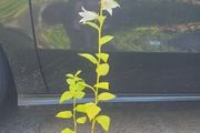 plants
