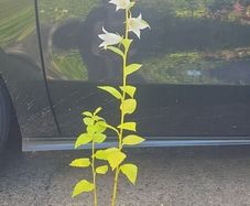 plants
