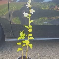 plants