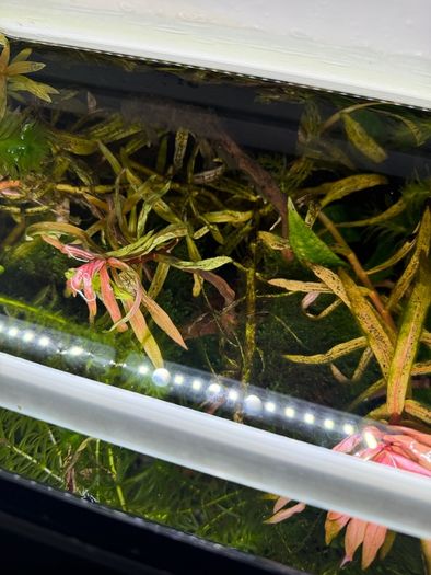 Fish Tank Plants