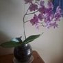 Beutifull orchid Image 2