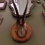 Vintage taxidermy Image 2