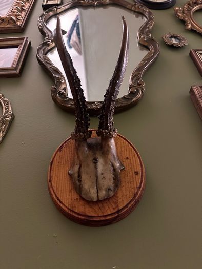 Vintage taxidermy