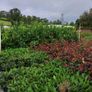 Laurel Hedging in 17 litre pot 5ft just 20 euro Image 3