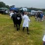 Aberdeen Angus Cows Image 5