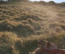 Square bale hay