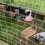 Very small bantam breed Image 4