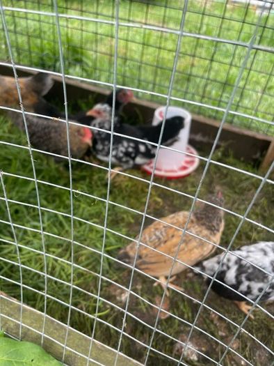 Very small bantam breed