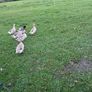 Welsh harlequins ducks & Embden geese for sale 20 Image 6