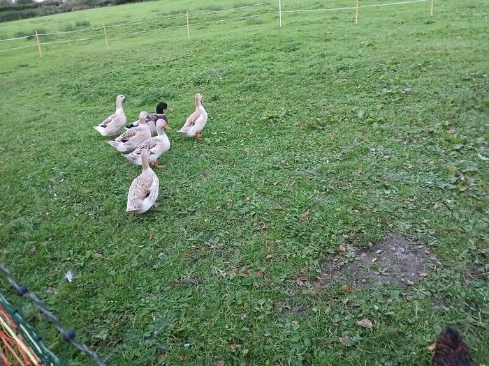 Embden geese  & Welsh harlequin ducks from 25