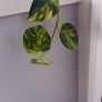plant Image 2