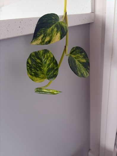 plant