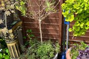 plant olive tree x2