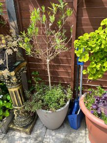plant olive tree x2