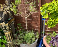 plant olive tree x2