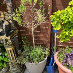 plant olive tree x2