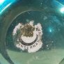 Mdina art glass turtle Image 6