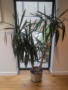 Mature Yukka plant (pot included)